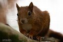 NFF01256855 rode eekhoorn / Sciurus vulgaris