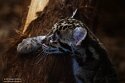 NOD01250710 nevelpanter / Neofelis nebulosa nebulosa
