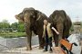BPPG109032 Opening Ganesha door de olifanten Claudy en Sandry