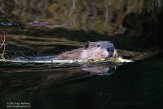 CABA1232497 Canadese bever / Castor canadensis