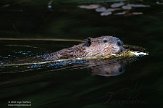 CABA1232500 Canadese bever / Castor canadensis