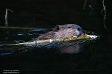 CABA1232502 Canadese bever / Castor canadensis