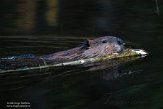 CABA1232504 Canadese bever / Castor canadensis