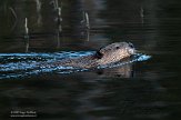 CABA1232510 Canadese bever / Castor canadensis