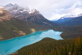 CABA1232577 Peyto Lake