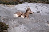 CABA1232443 Rocky-Mountainsdikhoornschaap / Ovis canadensis canadensis