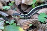 CABA1231571 Gewone kousenbandslang / Thamnophis sirtalis fitchi