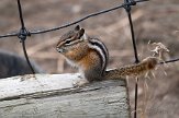 CABA1231608 geelsparchipmunk / Tamias amoenus