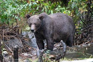 Grizzly Bear Tour Campbell River