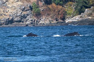 Whale Watch Tour Victoria