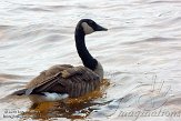 ON20150029 grote Canadese gans / Branta canadensis Two Rivers beach, Algonquin Provincial Park