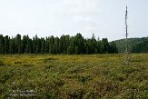ON20150140 Spruce Bog Boardwalk Trail, Algonquin Provincial Park