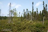 ON20150142 Spruce Bog Boardwalk Trail, Algonquin Provincial Park