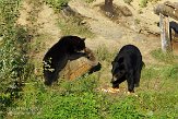 QC20150433 Amerikaanse zwarte beer / Ursus americanus