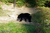 QC20150445 Amerikaanse zwarte beer / Ursus americanus