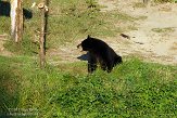 QC20150458 Amerikaanse zwarte beer / Ursus americanus