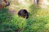 QC20150479 Amerikaanse zwarte beer / Ursus americanus