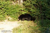 QC20150483 Amerikaanse zwarte beer / Ursus americanus