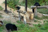 QC20150546 Amerikaanse zwarte beer / Ursus americanus raaf / Corvus corax