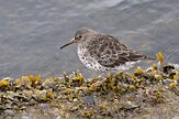 IS20250299 paarse strandloper / Calidris maritima