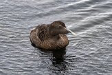 IS20250316 eider / Somateria mollissima