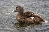 IS20250323 eider / Somateria mollissima