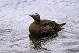 IS20250354 eider / Somateria mollissima