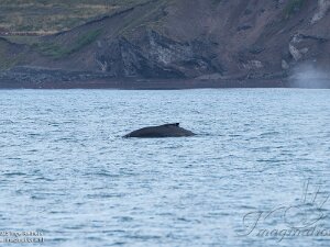 Whale Watching trip Husavik