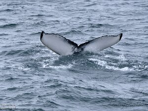 Whale Watching trip Reykjavik