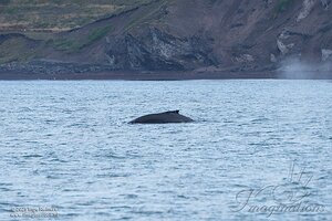 Whale Watching trip Husavik
