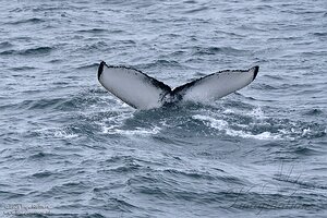 Whale Watching trip Reykjavik