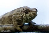 MG20160163 korthoornkameleon / Calumma brevicorne
