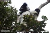 MG20160232 indri / Indri indri