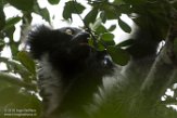 MG20160251 indri / Indri indri