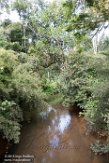 MG20160789 Analamazaotra Special Reserve