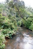 MG20160791 Analamazaotra Special Reserve