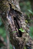 MG20160801 Western dwarf gecko / lygodactylus guibei