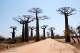 MG20161851 Baobab Avenue