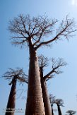 MG20161854 Baobab