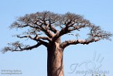 MG20161863 Baobab