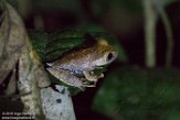 MG20160096 Boophis madagascariensis