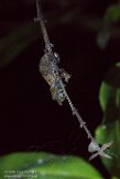 MG20160111 Nose-horned Chameleon / Calumma nasutum