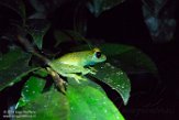 MG20160118 Green bright-eyed frog / Boophis viridis