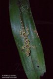 MG20160131 Western dwarf gecko / lygodactylus guibei