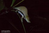 MG20160136 Nose-horned Chameleon / Calumma nasutum
