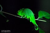 MG20160100 Perinet kameleon / Calumma gastrotaenia