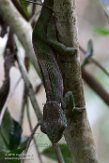 MG20160855 Parsons kameleon / Calumma parsonii