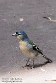 ASM02110332 vink / Fringilla coelebs