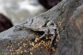 ASM03110402 marbled rock crab / Pachygrapsus marmoratus