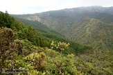 ASM03110448 Pico da Vara national reserve